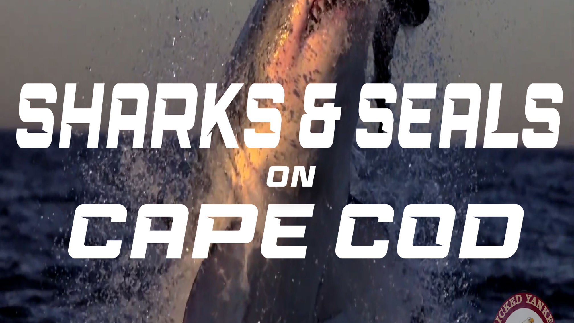Sharks & Seals on Cape Cod